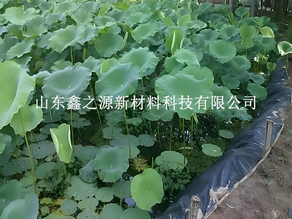 鋪設(shè)魚蝦養(yǎng)殖防滲膜，對養(yǎng)殖效率有這些關(guān)鍵影響